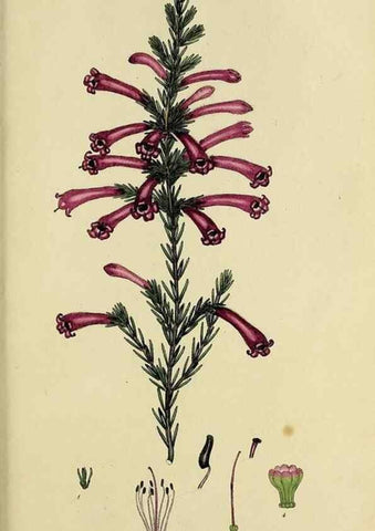 Reproducción/Reproduction 46953933605: The heathery, or, A monograph of the genus Erica :. London :Henry G. Bohn,1845.. 