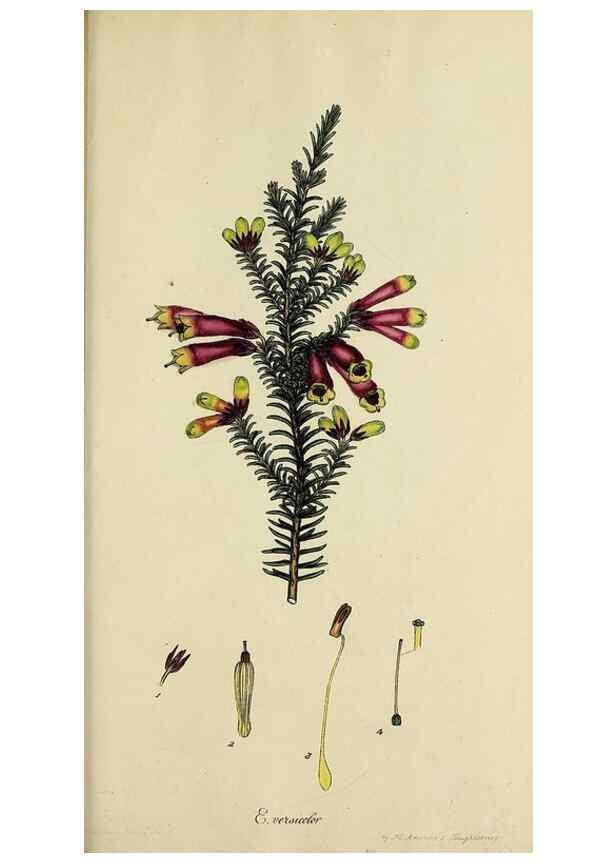 Reproducción/Reproduction 46953933995: The heathery, or, A monograph of the genus Erica :. London :Henry G. Bohn,1845.. 