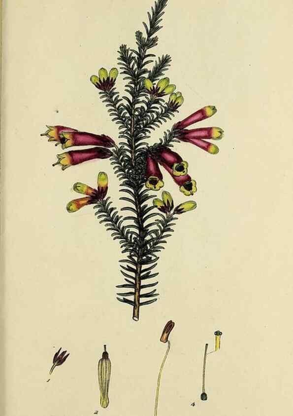 Reproducción/Reproduction 46953933995: The heathery, or, A monograph of the genus Erica :. London :Henry G. Bohn,1845.. 