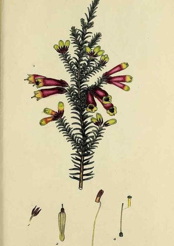 Reproducción/Reproduction 46953933995: The heathery, or, A monograph of the genus Erica :. London :Henry G. Bohn,1845.. 