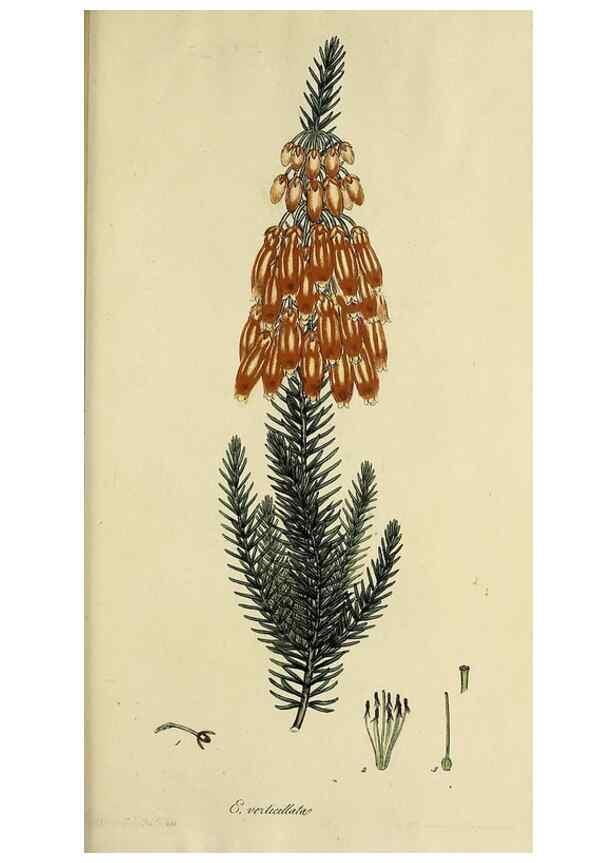 Reproducción/Reproduction 33992877078: The heathery, or, A monograph of the genus Erica :. London :Henry G. Bohn,1845.. 