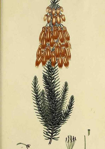 Reproducción/Reproduction 33992877078: The heathery, or, A monograph of the genus Erica :. London :Henry G. Bohn,1845.. 