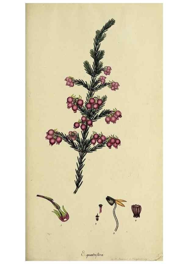 Reproducción/Reproduction 47817903382: The heathery, or, A monograph of the genus Erica :. London :Henry G. Bohn,1845.. 