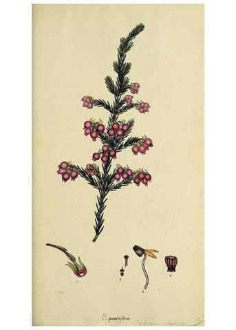 Reproducción/Reproduction 47817903382: The heathery, or, A monograph of the genus Erica :. London :Henry G. Bohn,1845.. 
