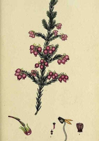 Reproducción/Reproduction 47817903382: The heathery, or, A monograph of the genus Erica :. London :Henry G. Bohn,1845.. 