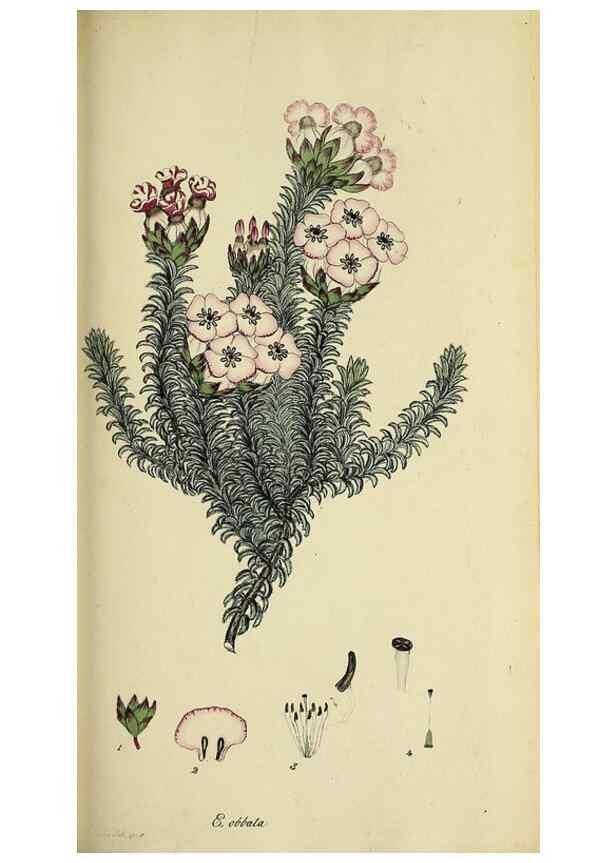 Reproducción/Reproduction 40903599993: The heathery, or, A monograph of the genus Erica :. London :Henry G. Bohn,1845.. 