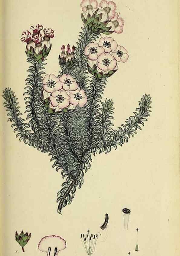 Reproducción/Reproduction 40903599993: The heathery, or, A monograph of the genus Erica :. London :Henry G. Bohn,1845.. 