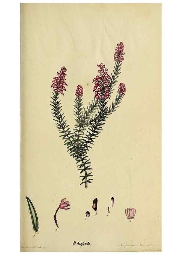 Reproducción/Reproduction 47080992304: The heathery, or, A monograph of the genus Erica :. London :Henry G. Bohn,1845.. 