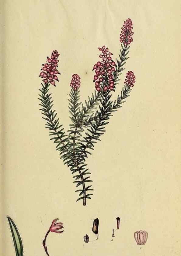 Reproducción/Reproduction 47080992304: The heathery, or, A monograph of the genus Erica :. London :Henry G. Bohn,1845.. 