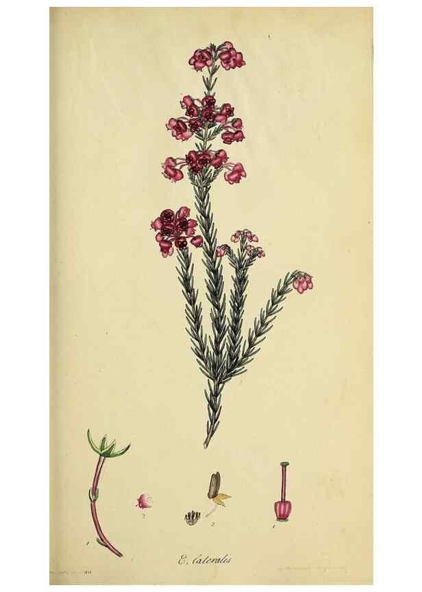 Reproducción/Reproduction 32926207477: The heathery, or, A monograph of the genus Erica :. London :Henry G. Bohn,1845.. 