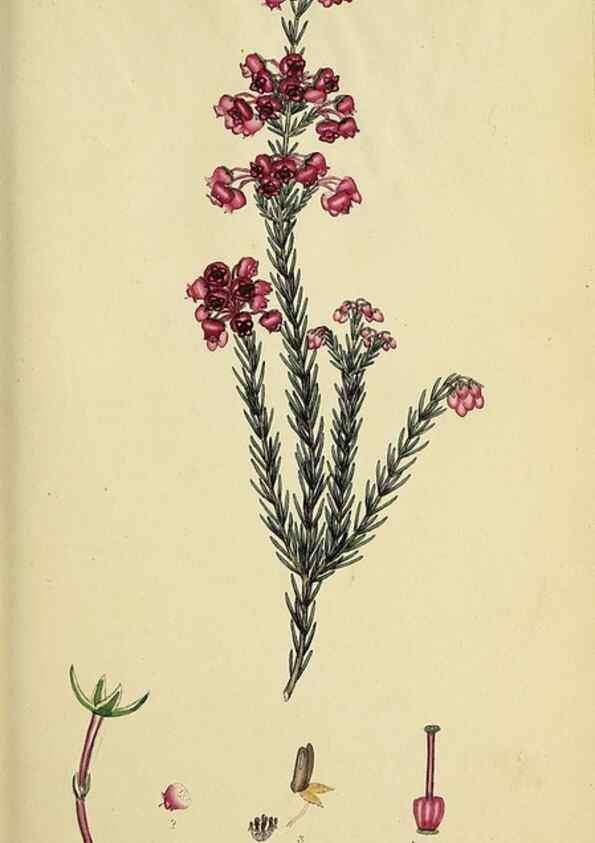 Reproducción/Reproduction 32926207477: The heathery, or, A monograph of the genus Erica :. London :Henry G. Bohn,1845.. 