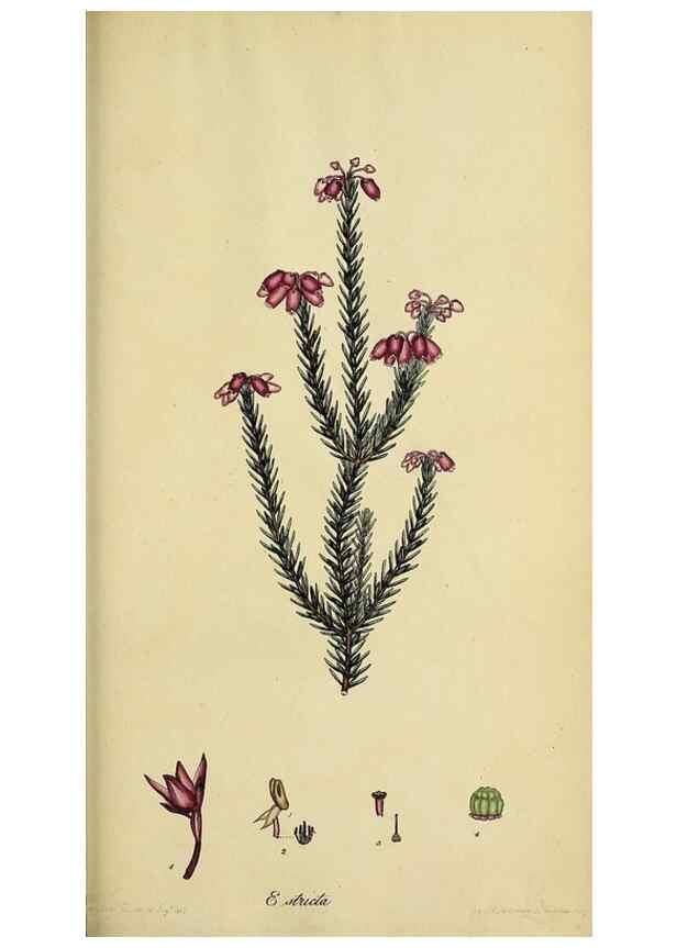 Reproducción/Reproduction 46954167095: The heathery, or, A monograph of the genus Erica :. London :Henry G. Bohn,1845.. 
