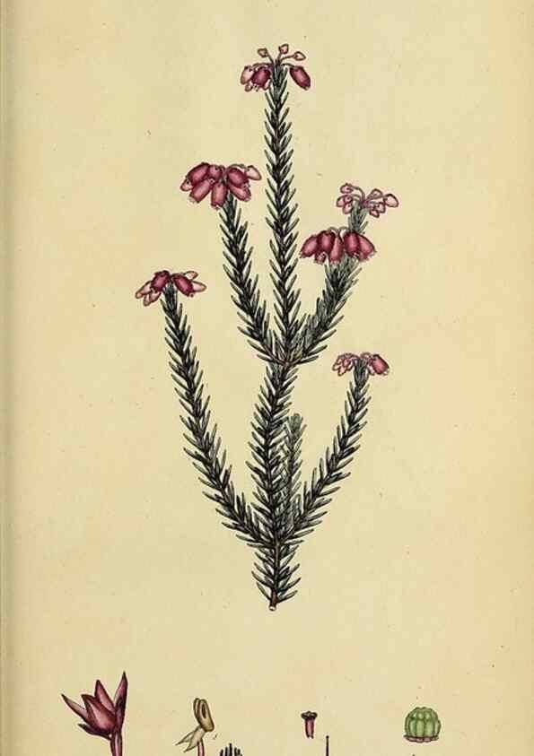 Reproducción/Reproduction 46954167095: The heathery, or, A monograph of the genus Erica :. London :Henry G. Bohn,1845.. 