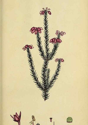 Reproducción/Reproduction 46954167095: The heathery, or, A monograph of the genus Erica :. London :Henry G. Bohn,1845.. 