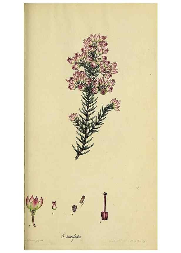Reproducción/Reproduction 32926214787: The heathery, or, A monograph of the genus Erica :. London :Henry G. Bohn,1845.. 