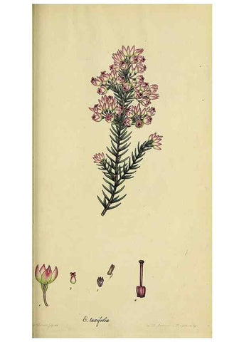 Reproducción/Reproduction 32926214787: The heathery, or, A monograph of the genus Erica :. London :Henry G. Bohn,1845.. 