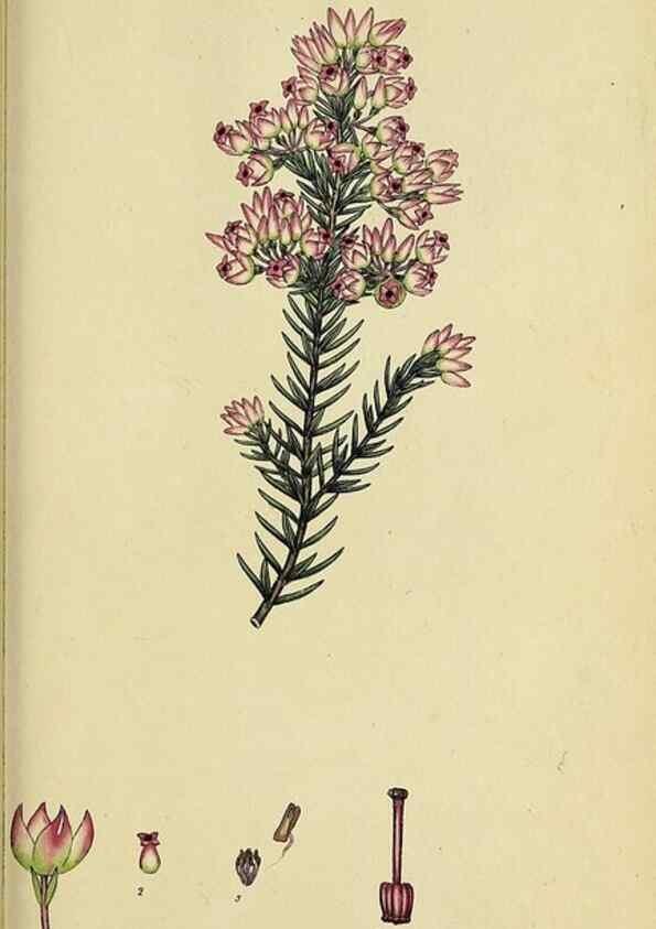 Reproducción/Reproduction 32926214787: The heathery, or, A monograph of the genus Erica :. London :Henry G. Bohn,1845.. 