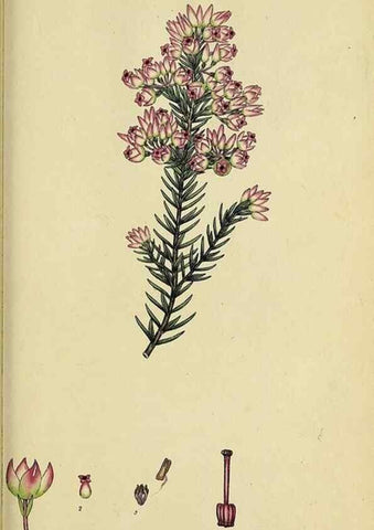 Reproducción/Reproduction 32926214787: The heathery, or, A monograph of the genus Erica :. London :Henry G. Bohn,1845.. 