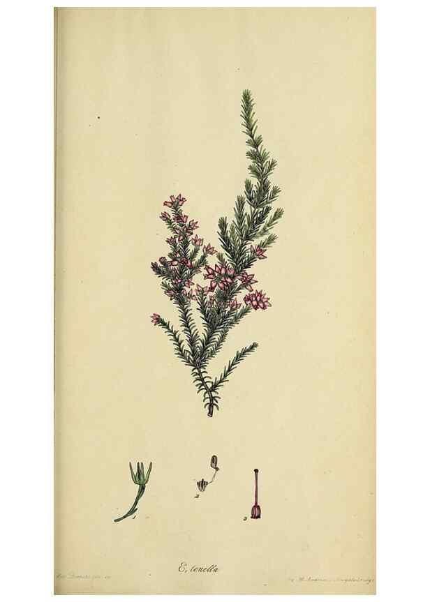 Reproducción/Reproduction 32926215217: The heathery, or, A monograph of the genus Erica :. London :Henry G. Bohn,1845.. 