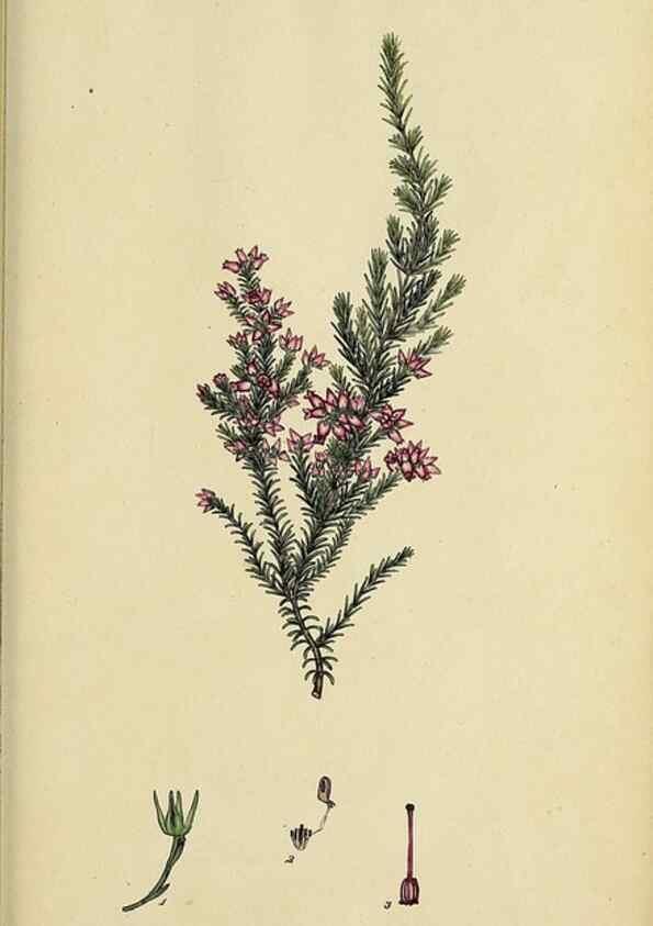 Reproducción/Reproduction 32926215217: The heathery, or, A monograph of the genus Erica :. London :Henry G. Bohn,1845.. 