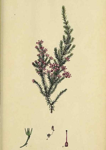 Reproducción/Reproduction 32926215217: The heathery, or, A monograph of the genus Erica :. London :Henry G. Bohn,1845.. 