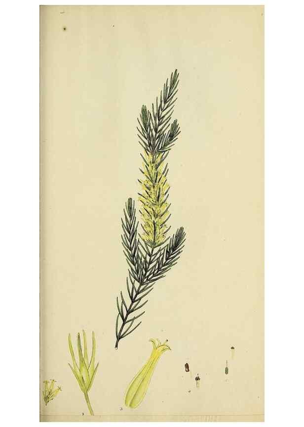 Reproducción/Reproduction 32926215767: The heathery, or, A monograph of the genus Erica :. London :Henry G. Bohn,1845.. 