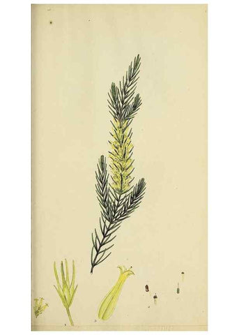 Reproducción/Reproduction 32926215767: The heathery, or, A monograph of the genus Erica :. London :Henry G. Bohn,1845.. 