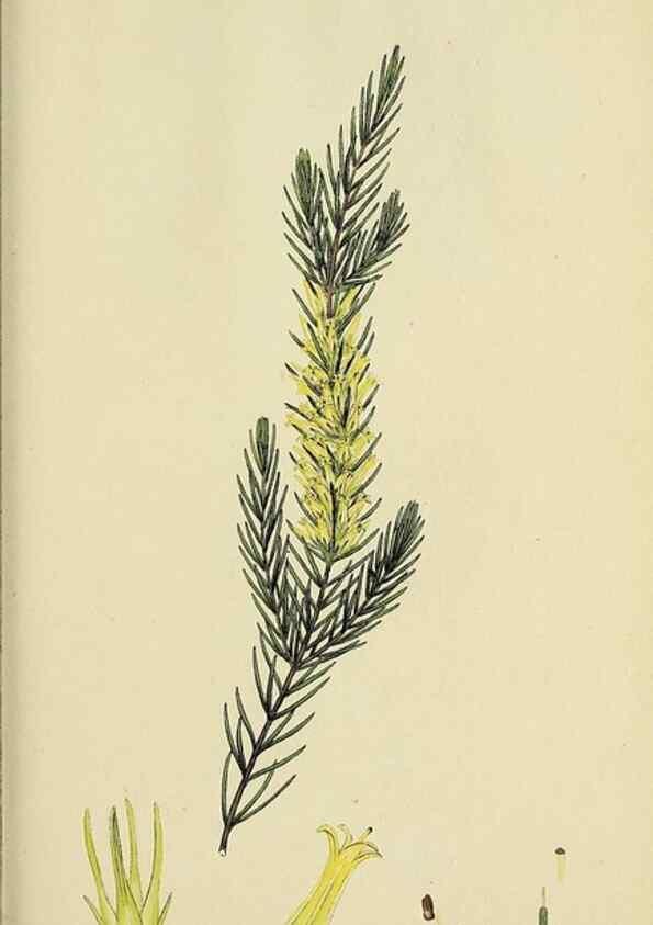 Reproducción/Reproduction 32926215767: The heathery, or, A monograph of the genus Erica :. London :Henry G. Bohn,1845.. 