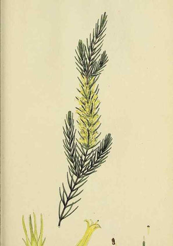 Reproducción/Reproduction 32926215767: The heathery, or, A monograph of the genus Erica :. London :Henry G. Bohn,1845.. 