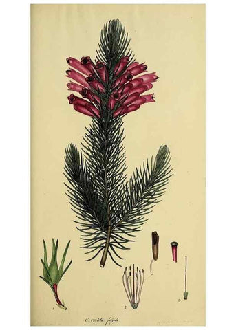 Reproducción/Reproduction 47080998164: The heathery, or, A monograph of the genus Erica :. London :Henry G. Bohn,1845.. 