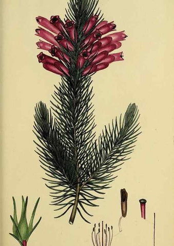 Reproducción/Reproduction 47080998164: The heathery, or, A monograph of the genus Erica :. London :Henry G. Bohn,1845.. 
