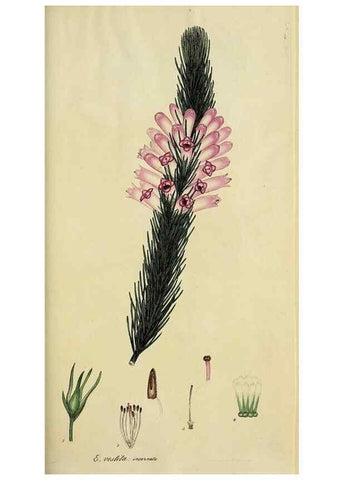 Reproducción/Reproduction 32926216537: The heathery, or, A monograph of the genus Erica :. London :Henry G. Bohn,1845.. 