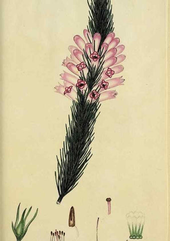 Reproducción/Reproduction 32926216537: The heathery, or, A monograph of the genus Erica :. London :Henry G. Bohn,1845.. 