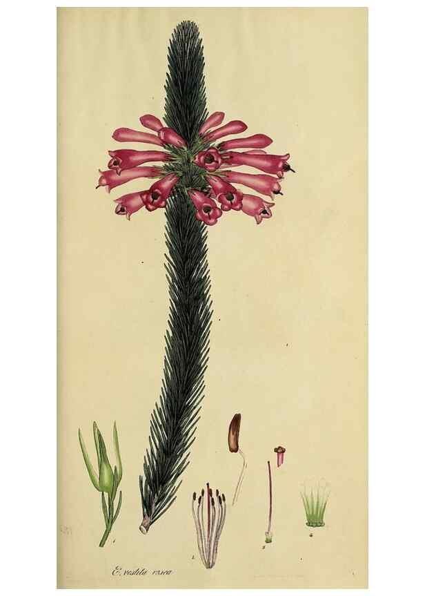 Reproducción/Reproduction 47080999144: The heathery, or, A monograph of the genus Erica :. London :Henry G. Bohn,1845.. 