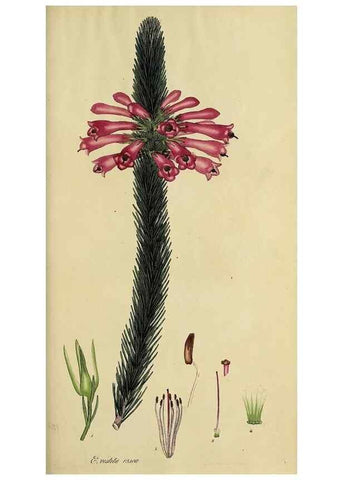 Reproducción/Reproduction 47080999144: The heathery, or, A monograph of the genus Erica :. London :Henry G. Bohn,1845.. 