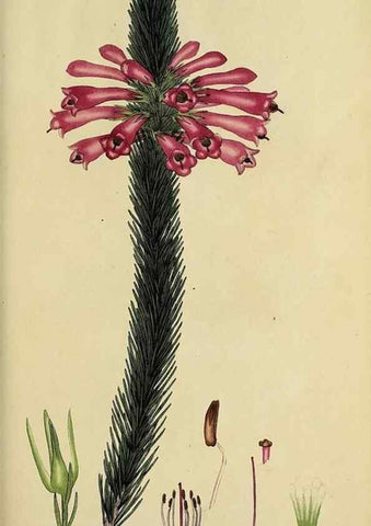 Reproducción/Reproduction 47080999144: The heathery, or, A monograph of the genus Erica :. London :Henry G. Bohn,1845.. 