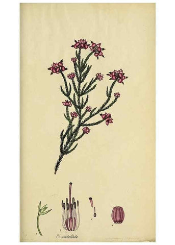 Reproducción/Reproduction 47870352701: The heathery, or, A monograph of the genus Erica :. London :Henry G. Bohn,1845.. 