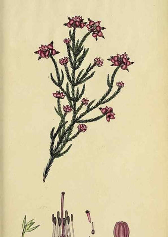 Reproducción/Reproduction 47870352701: The heathery, or, A monograph of the genus Erica :. London :Henry G. Bohn,1845.. 