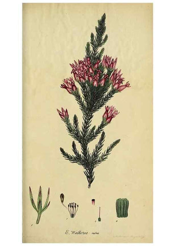 Reproducción/Reproduction 40903865353: The heathery, or, A monograph of the genus Erica :. London :Henry G. Bohn,1845.. 