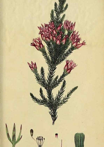 Reproducción/Reproduction 40903865353: The heathery, or, A monograph of the genus Erica :. London :Henry G. Bohn,1845.. 