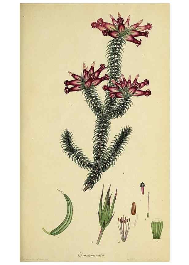 Reproducción/Reproduction 40903940333: The heathery, or, A monograph of the genus Erica :. London :Henry G. Bohn,1845.. 