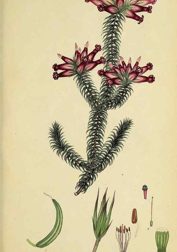 Reproducción/Reproduction 40903940333: The heathery, or, A monograph of the genus Erica :. London :Henry G. Bohn,1845.. 