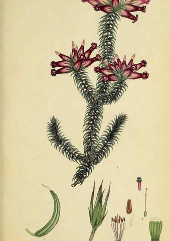 Reproducción/Reproduction 40903940333: The heathery, or, A monograph of the genus Erica :. London :Henry G. Bohn,1845.. 