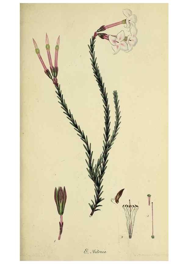 Reproducción/Reproduction 33993207468: The heathery, or, A monograph of the genus Erica :. London :Henry G. Bohn,1845.. 
