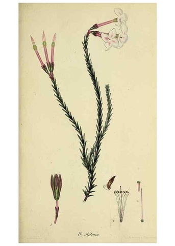 Reproducción/Reproduction 33993207468: The heathery, or, A monograph of the genus Erica :. London :Henry G. Bohn,1845.. 