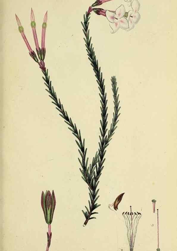 Reproducción/Reproduction 33993207468: The heathery, or, A monograph of the genus Erica :. London :Henry G. Bohn,1845.. 