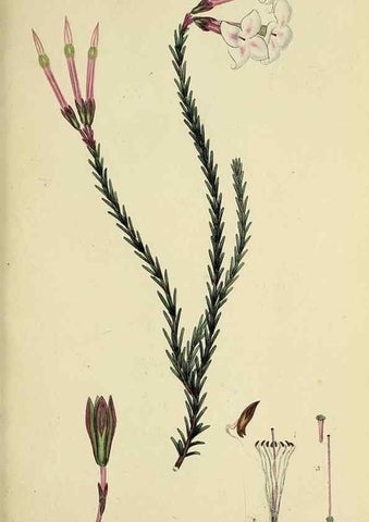 Reproducción/Reproduction 33993207468: The heathery, or, A monograph of the genus Erica :. London :Henry G. Bohn,1845.. 