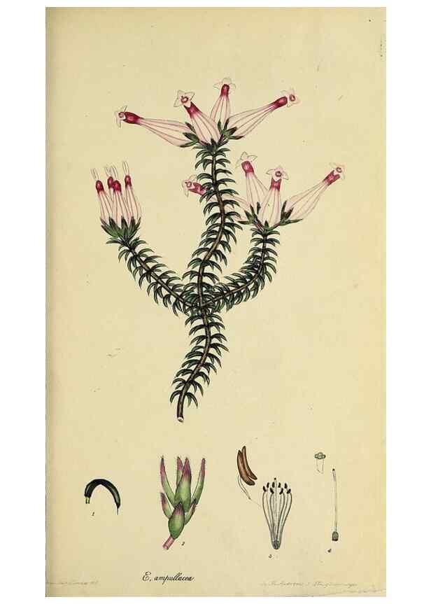Reproducción/Reproduction 47081079514: The heathery, or, A monograph of the genus Erica :. London :Henry G. Bohn,1845.. 