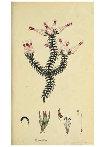 Reproducción/Reproduction 47081079514: The heathery, or, A monograph of the genus Erica :. London :Henry G. Bohn,1845.. 