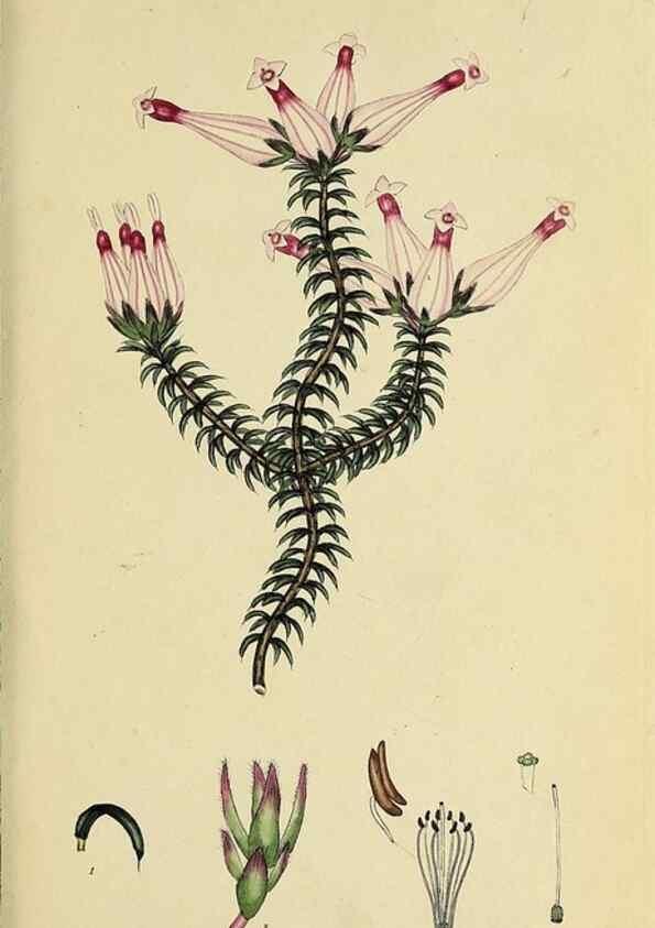 Reproducción/Reproduction 47081079514: The heathery, or, A monograph of the genus Erica :. London :Henry G. Bohn,1845.. 